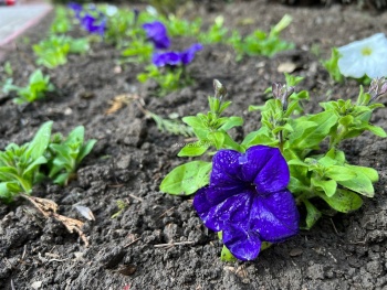 Новости » Общество: В Керчи начали высаживать однолетние цветы на клумбы