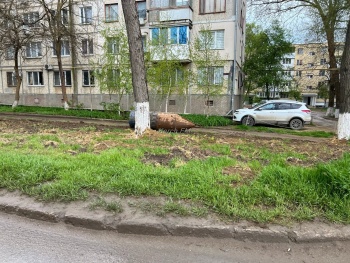 Новости » Общество: Керчане переживают, что при замене водовода пострадали молодые деревья