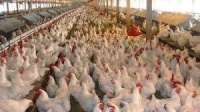 Новости » Общество: В Ленинском районе появится птицеводческая ферма