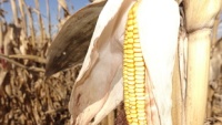 Новости » Общество: Первые 200 гектаров кукурузы посеяли крымские аграрии