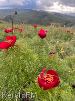 Новости » Общество: Краснокнижные пионы цветут в Крыму – фото от керчан