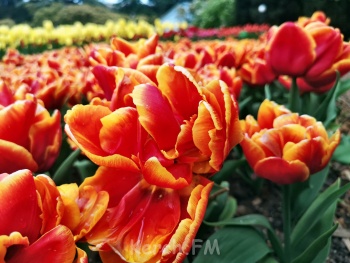 Новости » Общество: Керчане успели на последние аккорды парада тюльпанов