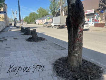 Новости » Общество: На субботнике керчан заставили обкопать деревья под снос