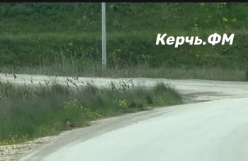 Новости » Общество: Керчан удивляет наглость фазанов в городе