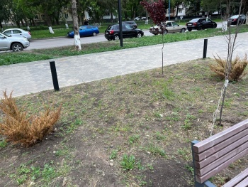 Новости » Общество: В Керчи начали сохнуть кусты на новых благоустроенных территориях