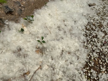 Новости » Общество: Ад для аллергиков: в Керчи идет снег из тополиного пуха