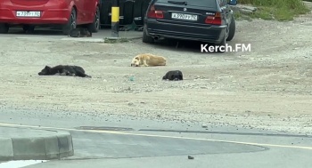 Новости » Общество: В этом году на стерилизацию бездомных животных в Керчи выделили около 600 тыс руб