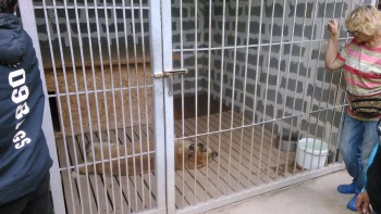 Новости » Общество: За сутки в Крыму собаки дважды напали на людей
