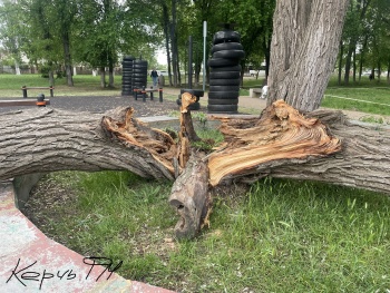 Новости » Криминал и ЧП: На площадку для воркаута упало расколотое дерево