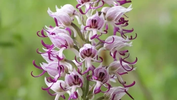 Новости » Общество: В крымском урочище Мендер-Крутай зацвела редкая орхидея