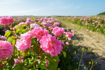 В Крыму в этом году планируют собрать не менее 60 тонн розы