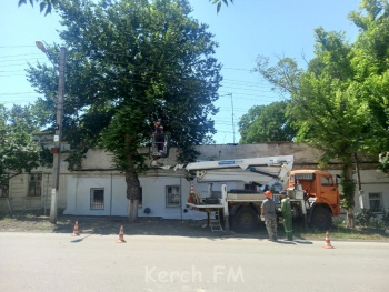 Часть улицы Крупская в Керчи огорожена: ведут обрезку деревьев