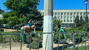 Новости » Общество: Розы в скверах Керчи приводят в порядок