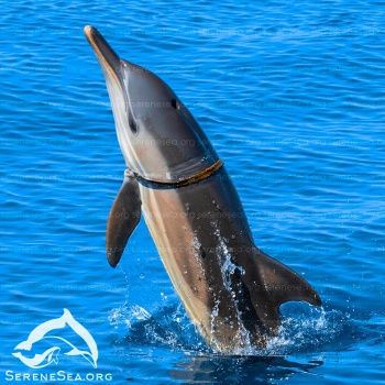 Новости » Общество: У берегов Крыма дельфин попал в удавку из мусора
