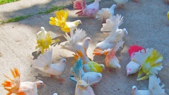 В Крыму полиция изъяла у фотографа разукрашенных голубей