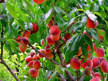 Новости » Общество: В Крыму начали уборку ранних сортов персиков