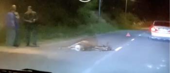 Новости » Криминал и ЧП: Под Севастополем автобус насмерть сбил благородного оленя