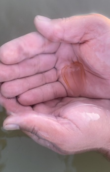 Новости » Общество: Не верим: отдыхающие в Юркино не верят, что враг хамсы чистит воду