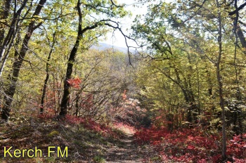 Новости » Общество: Минприроды Крыма ограничило до августа посещение туристами лесов