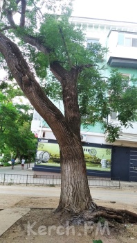 Новости » Общество: Земля - муниципальная, дерево - муниципальное: в Керчи падает старое дерево
