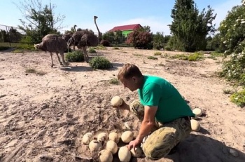Новости » Общество: Дожди оставили крымских страусов без потомства