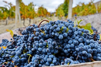 Новости » Общество: В Крыму появилось около 7 тысяч гектаров виноградников