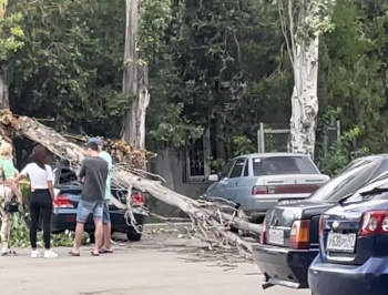 Новости » Криминал и ЧП: Сухое дерево упало во дворе многоэтажки и раздавило машину