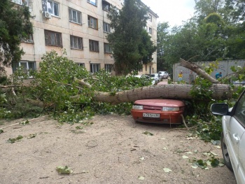 Новости » Общество: На Тенистой в Керчи  одним тополем уничтожены 3 автомобиля
