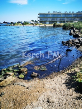 На новой набережной в Керчи плавают нефтяные медузы (видео)