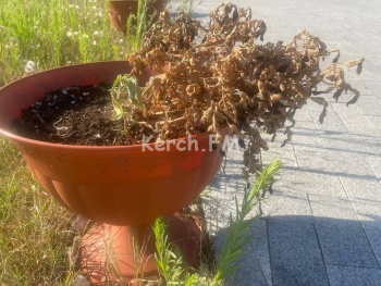 Новости » Общество: Ноу-хау украшений: жухлые цветы на Митридате в Керчи