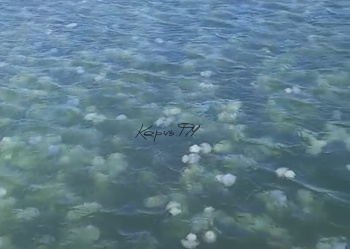 Новости » Общество: Это какая-то катастрофа: Керченский пролив сплошь забили медузы-корнероты