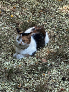 Новости » Общество: Жители Керчи всем районом спасали кошку