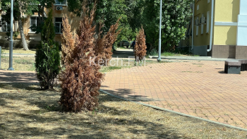 Новости » Общество: Горожане просят выкопать сухие туи и сосны в парке в Аршинцево