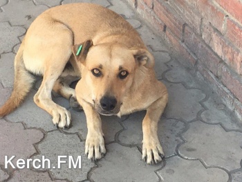 Новости » Общество: В Крыму за шесть лет стерилизовали более 75 тысяч бездомных собак