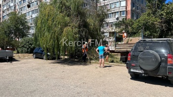 В Керчи на Сморжевского ветка дерева упала на тротуар