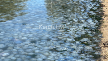 Керчане просят почистить пляж «Московский» от медуз