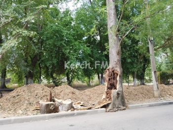 Новости » Криминал и ЧП: Здесь и церковь не поможет: в Керчи трухлявое дерево вышло на дорогу