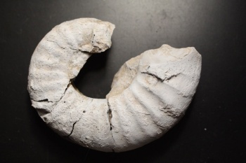 Палеонтологи открыли в Крыму ранее неизвестный вид моллюсков