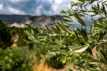 Новости » Общество: В Крыму начали выращивать оливки и киви