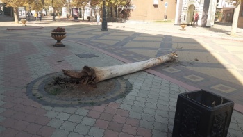 Новости » Общество: На улице Ленина в Керчи свалилась трехметровая труха