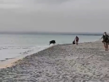 Новости » Общество: Дикий кабан напугал отдыхающих на пляже в Крыму