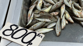 Новости » Общество: На центральном рынке Керчи появилась элитная рыба-барабуля за 800 р/кг