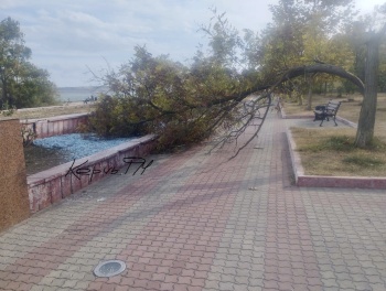 Новости » Общество: Не проходите мимо: дерево упало у фонтана на Набережной