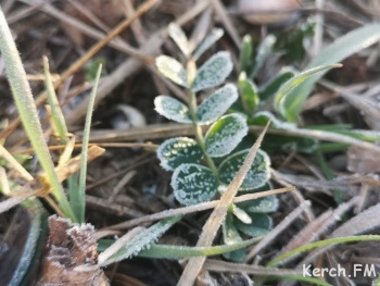 Новости » Общество: В Крыму ожидаются заморозки на почве: в МЧС предупреждают о возможности гибели растений