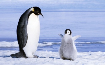Новости » Общество: Зоопарк в Крыму примет первых пингвинов