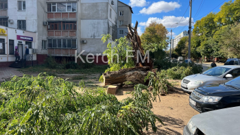 Новости » Общество: В Керчи на тротуар возле многоэтажки упало дерево