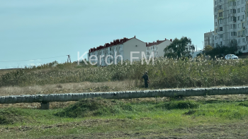 Новости » Общество: В Керчи приступили к расчистке пустырей от камыша