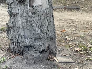 Новости » Общество: Мы знаем, где может упасть на дорогу очередное огромное дерево в Керчи