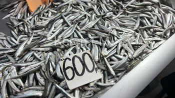 Новости » Общество: 2023 год можно поистине назвать годом «Золотой рыбы» в Керчи (опрос)