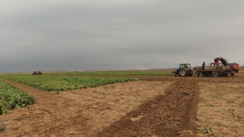 Новости » Общество: Крымские аграрии убрали больше половины посевной площади картофеля